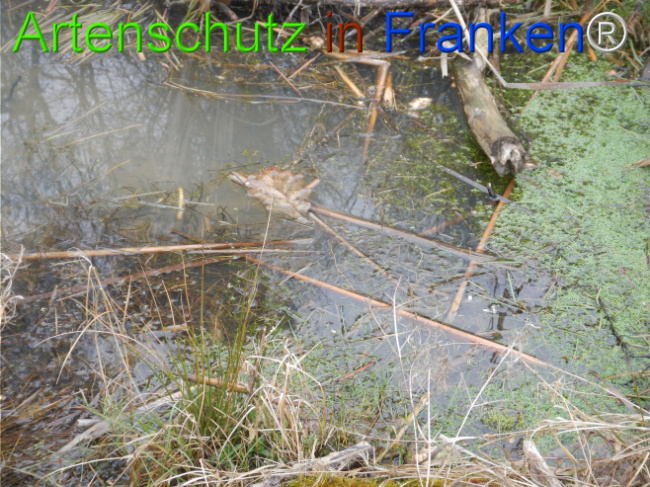 © Artenschutz in Franken® Bild zum Eintrag (1119878-160)