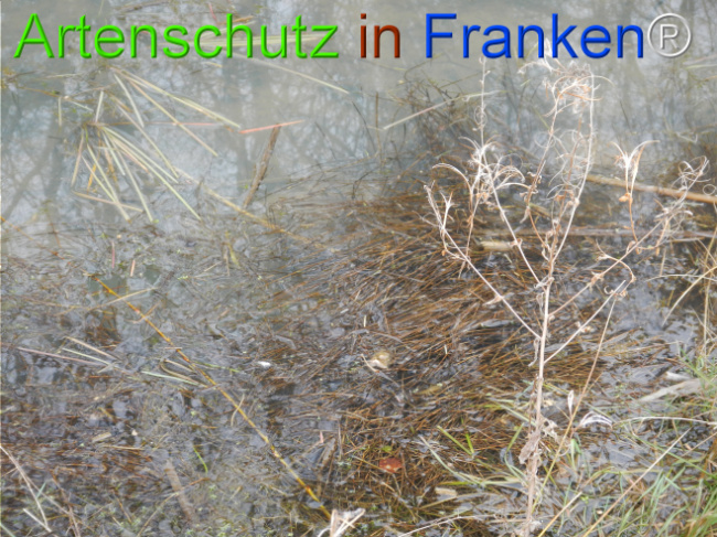 © Artenschutz in Franken® Bild zum Eintrag (1119879-160)