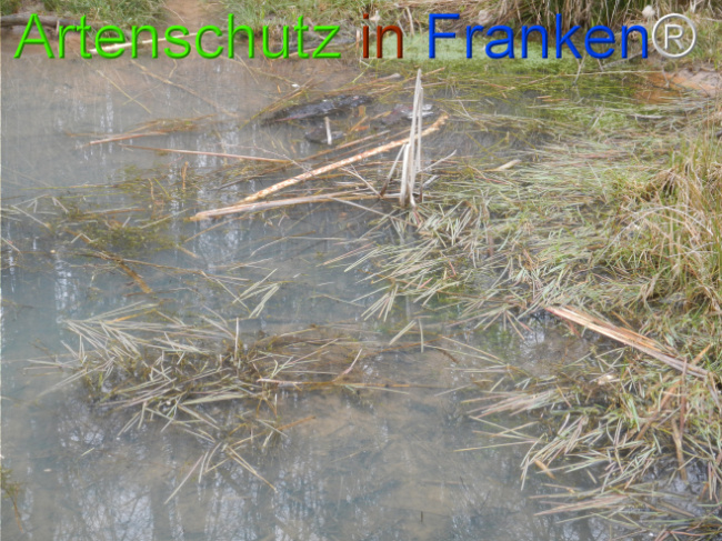 © Artenschutz in Franken® Bild zum Eintrag (1119880-160)