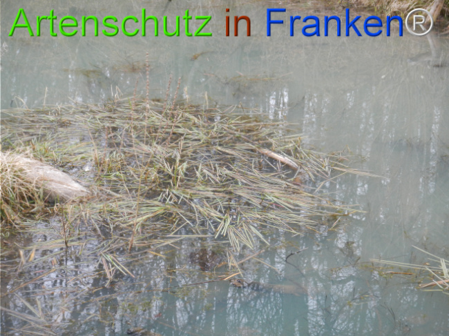 © Artenschutz in Franken® Bild zum Eintrag (1119881-160)