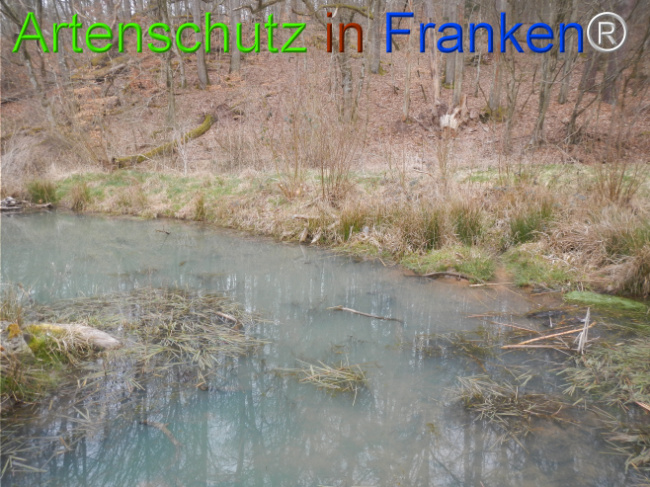 © Artenschutz in Franken® Bild zum Eintrag (1119882-160)