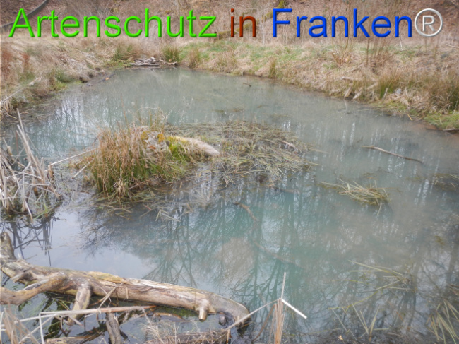 © Artenschutz in Franken® Bild zum Eintrag (1119883-160)