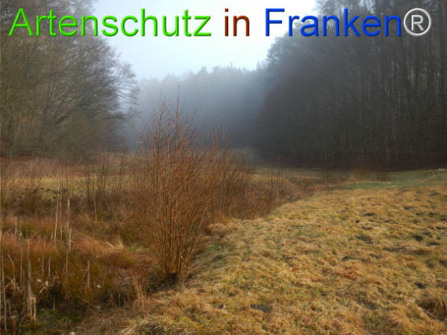 © Artenschutz in Franken® Bild zum Eintrag (1119887-160)