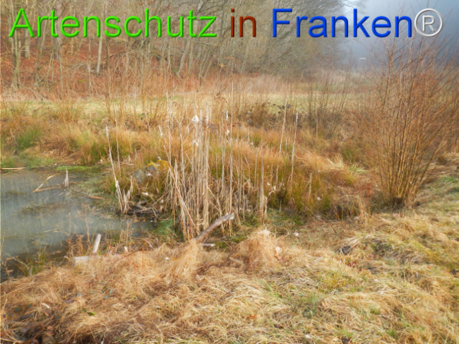 © Artenschutz in Franken® Bild zum Eintrag (1119888-160)