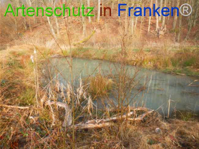 © Artenschutz in Franken® Bild zum Eintrag (1119889-160)