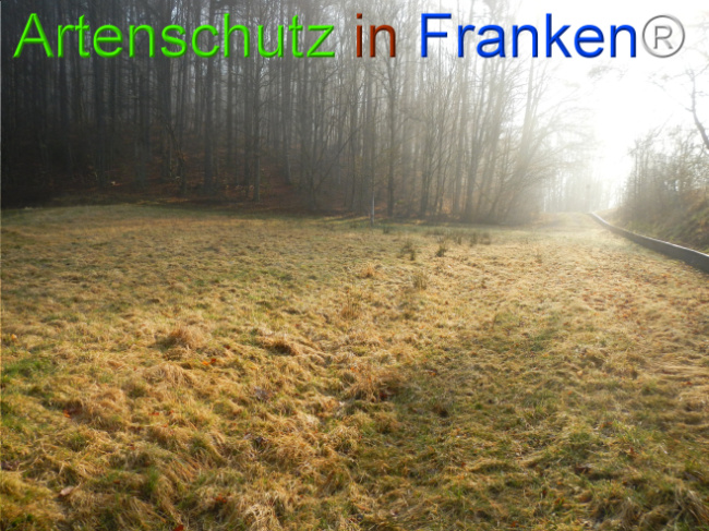 © Artenschutz in Franken® Bild zum Eintrag (1119890-160)