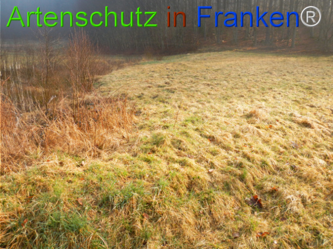 © Artenschutz in Franken® Bild zum Eintrag (1119891-160)
