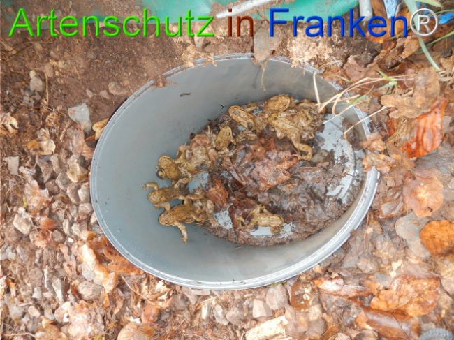 © Artenschutz in Franken® Bild zum Eintrag (1119894-160)