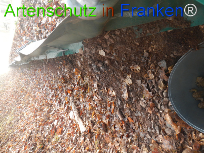 © Artenschutz in Franken® Bild zum Eintrag (1119895-160)