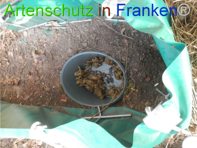 © Artenschutz in Franken® Bild zum Eintrag (1119896-160)