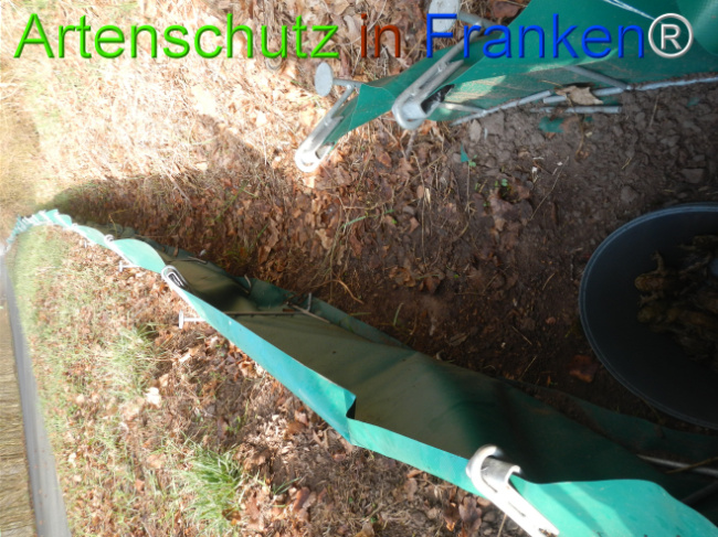 © Artenschutz in Franken® Bild zum Eintrag (1119897-160)