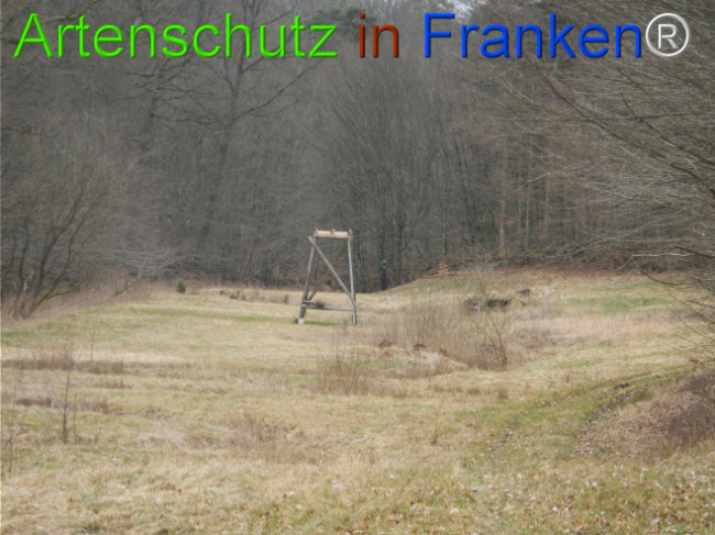 © Artenschutz in Franken® Bild zum Eintrag (1119905-160)