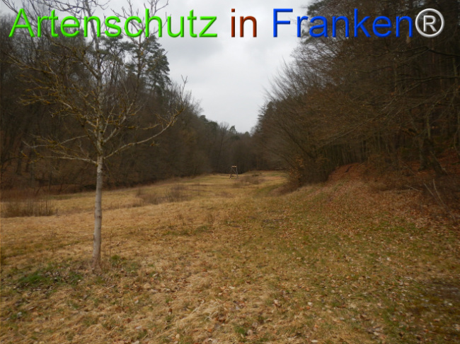 © Artenschutz in Franken® Bild zum Eintrag (1119906-160)
