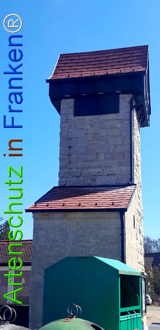 © Artenschutz in Franken® Bild zum Eintrag (1120049-160)