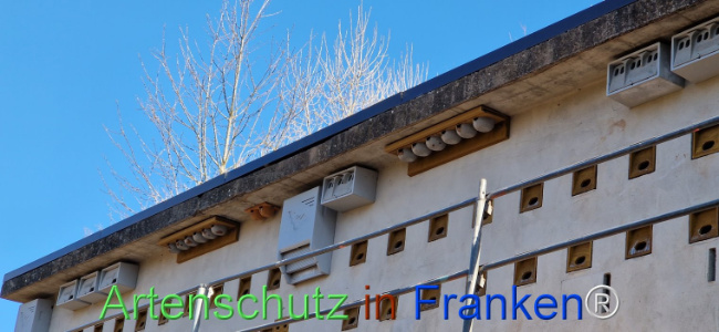 © Artenschutz in Franken® Bild zum Eintrag (1120084-160)