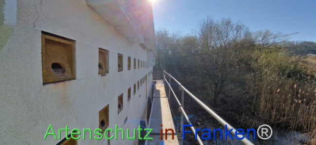© Artenschutz in Franken® Bild zum Eintrag (1120086-160)