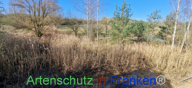 © Artenschutz in Franken® Bild zum Eintrag (1120088-160)