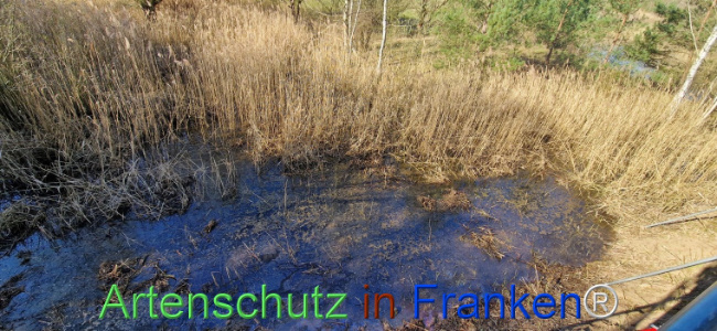 © Artenschutz in Franken® Bild zum Eintrag (1120089-160)