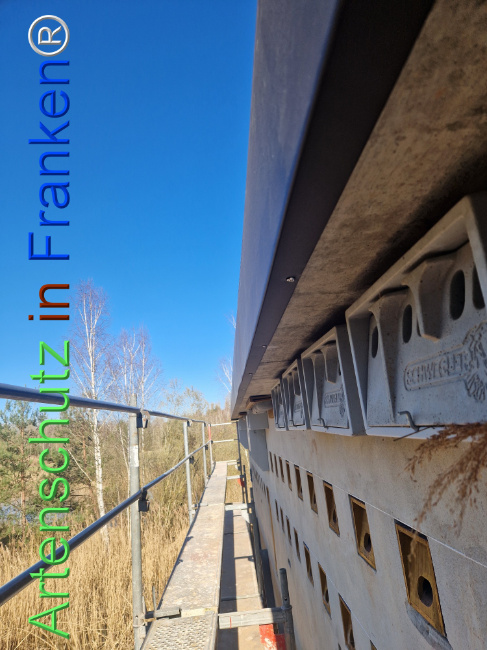 © Artenschutz in Franken® Bild zum Eintrag (1120211-160)