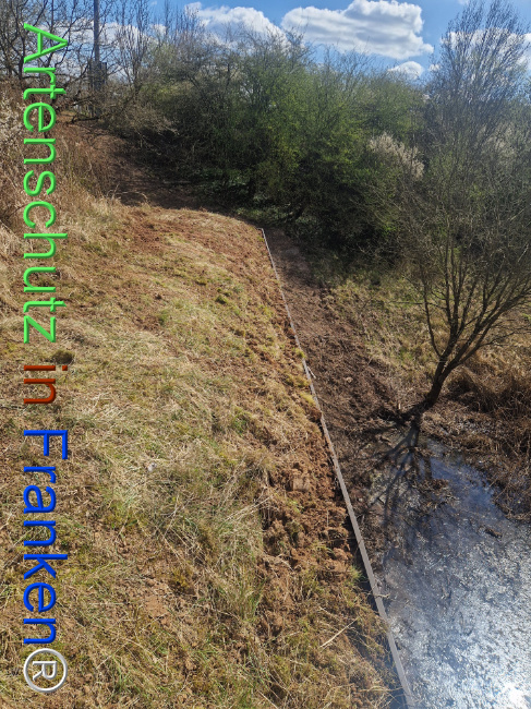 © Artenschutz in Franken® Bild zum Eintrag (1120271-160)