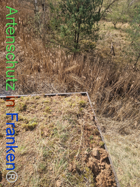 © Artenschutz in Franken® Bild zum Eintrag (1120272-160)