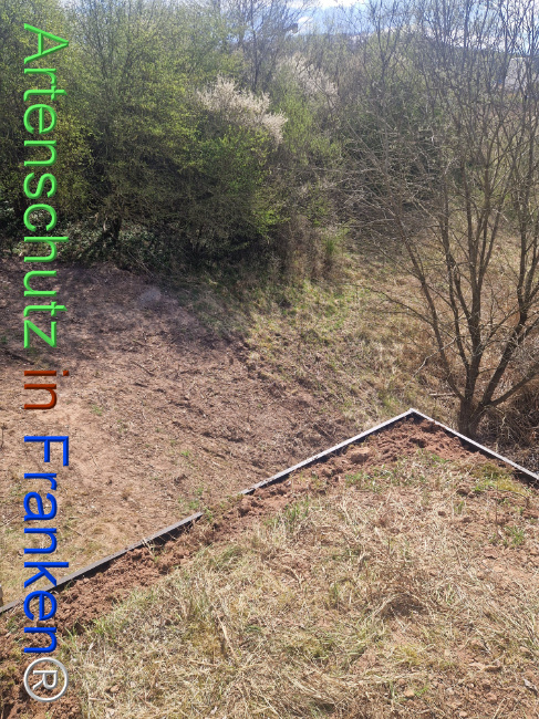 © Artenschutz in Franken® Bild zum Eintrag (1120273-160)