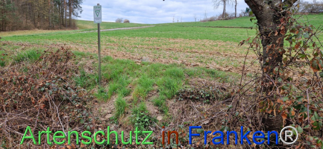 © Artenschutz in Franken® Bild zum Eintrag (1120308-160)