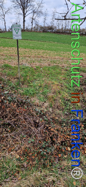 © Artenschutz in Franken® Bild zum Eintrag (1120311-160)