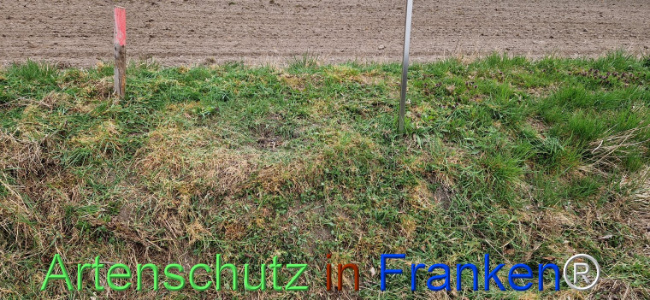 © Artenschutz in Franken® Bild zum Eintrag (1120317-160)