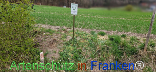 © Artenschutz in Franken® Bild zum Eintrag (1120318-160)