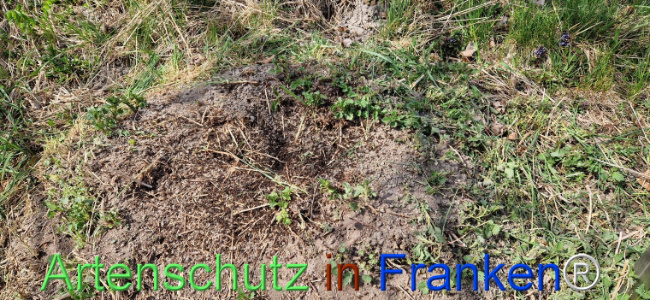 © Artenschutz in Franken® Bild zum Eintrag (1120319-160)