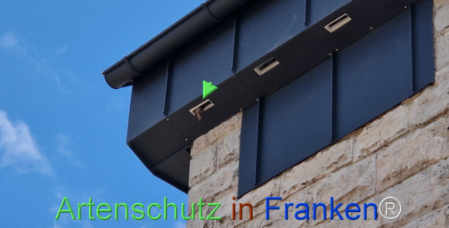 © Artenschutz in Franken® Bild zum Eintrag (1120359-160)