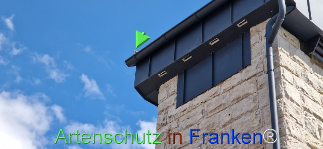 © Artenschutz in Franken® Bild zum Eintrag (1120360-160)