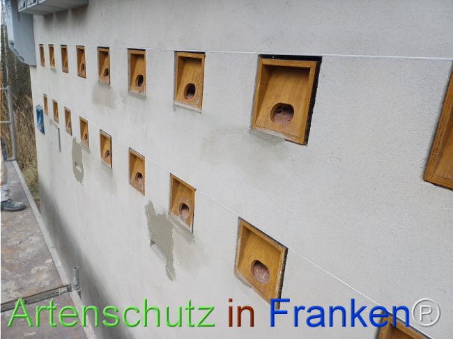 © Artenschutz in Franken® Bild zum Eintrag (1120415-160)