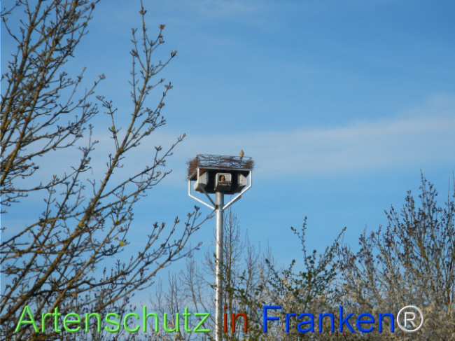© Artenschutz in Franken® Bild zum Eintrag (1120433-160)
