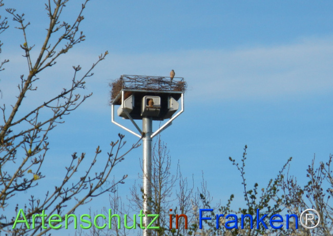 © Artenschutz in Franken® Bild zum Eintrag (1120434-160)