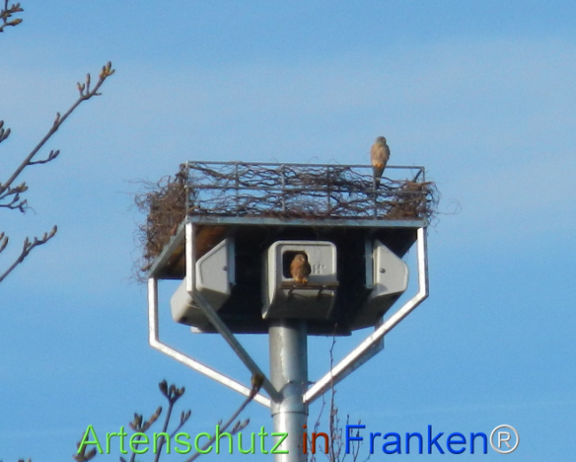 © Artenschutz in Franken® Bild zum Eintrag (1120436-160)