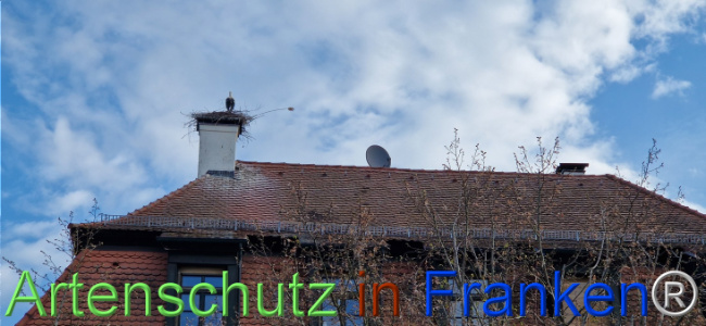 © Artenschutz in Franken® Bild zum Eintrag (1120526-160)
