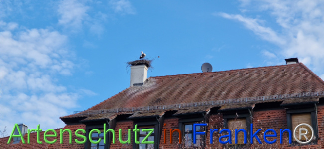 © Artenschutz in Franken® Bild zum Eintrag (1120527-160)
