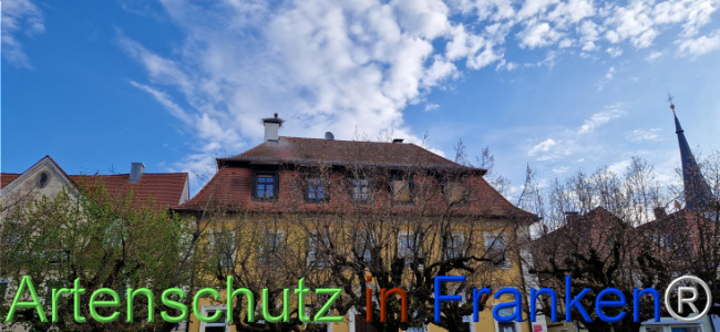 © Artenschutz in Franken® Bild zum Eintrag (1120529-160)