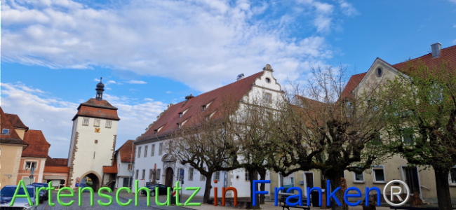 © Artenschutz in Franken® Bild zum Eintrag (1120530-160)