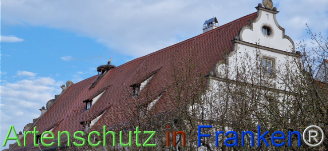 © Artenschutz in Franken® Bild zum Eintrag (1120531-160)