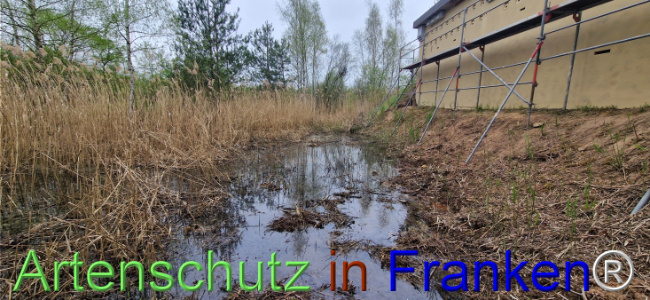 © Artenschutz in Franken® Bild zum Eintrag (1120701-160)