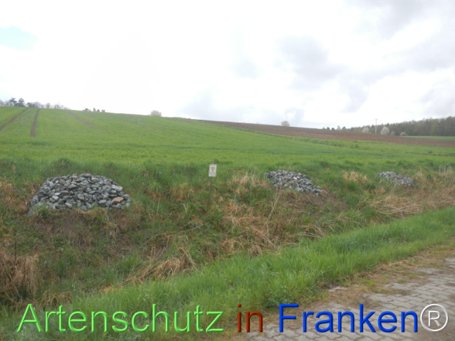 © Artenschutz in Franken® Bild zum Eintrag (1120789-160)