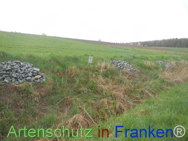 © Artenschutz in Franken® Bild zum Eintrag (1120790-160)