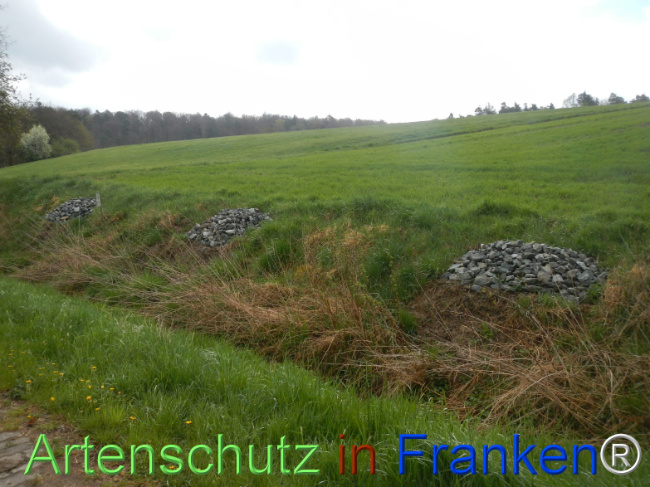 © Artenschutz in Franken® Bild zum Eintrag (1120791-160)