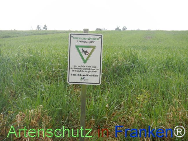 © Artenschutz in Franken® Bild zum Eintrag (1120792-160)
