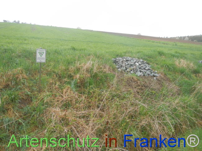 © Artenschutz in Franken® Bild zum Eintrag (1120793-160)