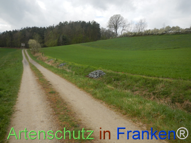 © Artenschutz in Franken® Bild zum Eintrag (1120797-160)
