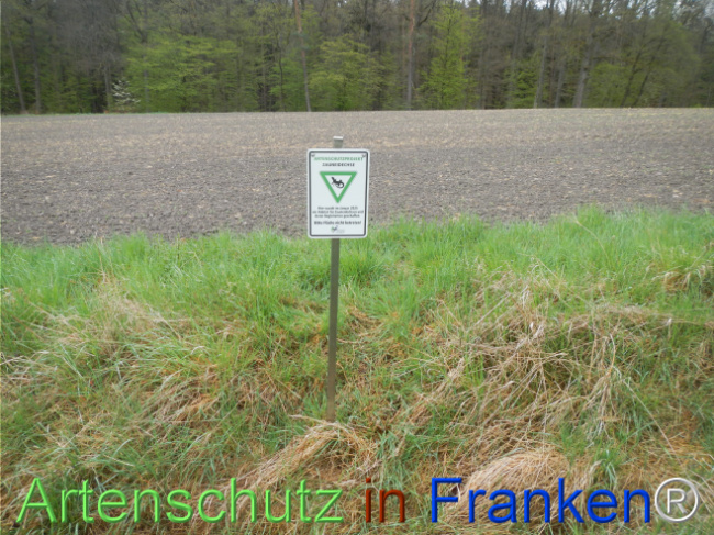 © Artenschutz in Franken® Bild zum Eintrag (1120803-160)